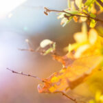 colorful-autumn-leaves-picjumbo-com