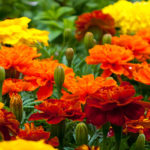 ebs-marigold