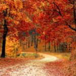 fall-1072821_640