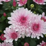 flowers-2873258_640