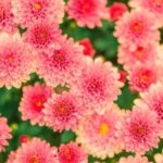 flowers-summer-pink-nature-47360