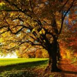 tree-779827_640