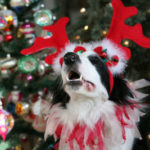 -Dogs-love-Christmas-too-christmas-33005373-500-334