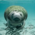 manatee-387193_640