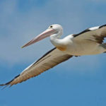 pelican_australian