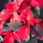 poinsettia-1814689_640