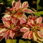 poinsettia-2386678_640