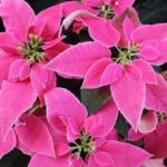 poinsettia-458181_640