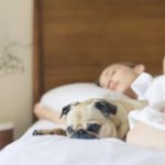 pug-sleeping-in_4460x4460