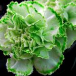 888c2deb5f053f9ceae18fcc4ffbc03f–st-patricks-day-traditions-green-carnation