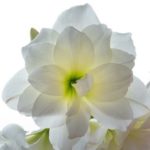 amaryllis-1170259_640