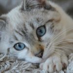 cat-2783601_640