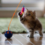 cat2see1