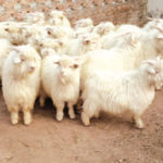 ftc_cashmere_cashmeregoat