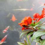 koi_pond1