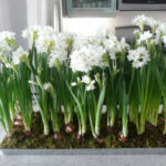 paperwhites