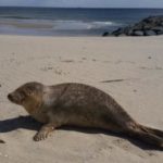 Bradley+Beach+Harbor+Seal