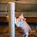 cat2