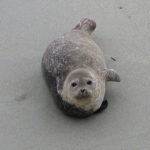 seal