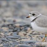 Whitefish Point Piping Plover