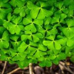 leaf-1475317_640
