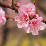 nature-3238564_640
