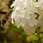 nature-3272837_640