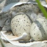 plover_hatchling