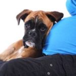 pregnant_woman_and_dog_smal__large