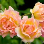 roses_2218144b