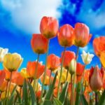 tulips-3251607_640