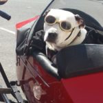 dog-2080770_640