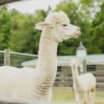 white-alpaca