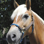 JSS Heroes for Horses dakota