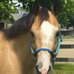 JSS Horses for Heroes Steady
