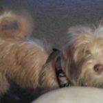 Quincy up close 4.9 fuzzy pic