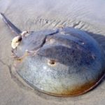 hcrab