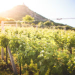 sunny-vineyard-in-summer-picjumbo-com