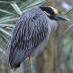 yellow-crowned-night-heron-1
