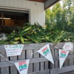 new-jersey-white-corn