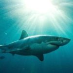 shark