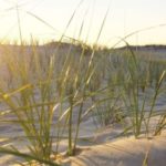 20170124-dune-plants-1-768×432