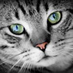 cat-animal-animal-portrait-pet