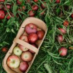 basket-of-fresh-picked-apple_4460x4460