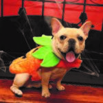 PetSmart Halloween Media Event 2017