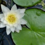 water-lily-2552057_960_720