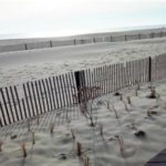 best_crop_3f378eb27879d5526c50_belmarduneplantingdecember_2018