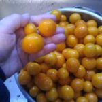 201901279513070995Burst01
