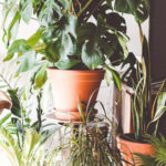5-unkillable-houseplants-for-all-brina-blum
