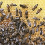 JSS Honey Bee Comb